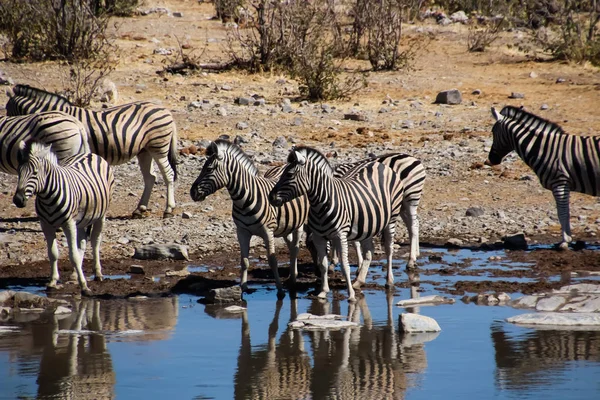 Bozkır Namibya Afrika Nın Vahşi Zebra — Stok fotoğraf