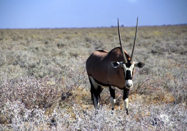 Antílopes Salvajes Estepa África Namibia —  Fotos de Stock