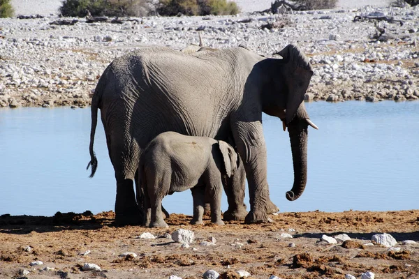 野生大象在纳米比亚非洲的草原 — 图库照片
