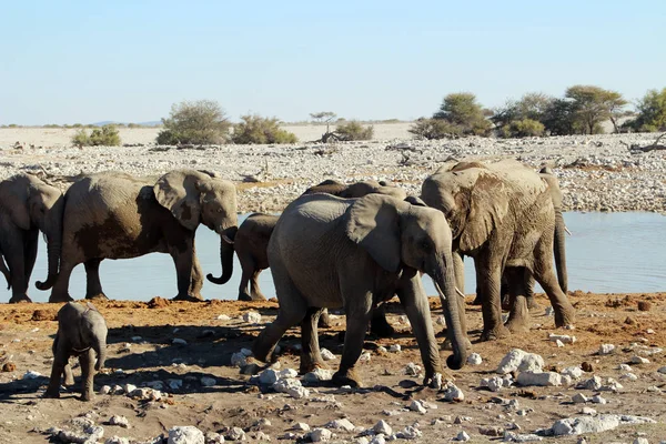 Wilde Elefanten Der Steppe Von Namibia Afrika — Stockfoto