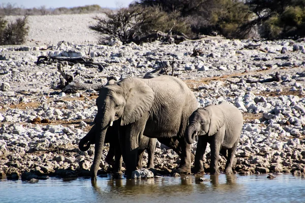 Дикие Слоны Степи Африки Намибии — стоковое фото