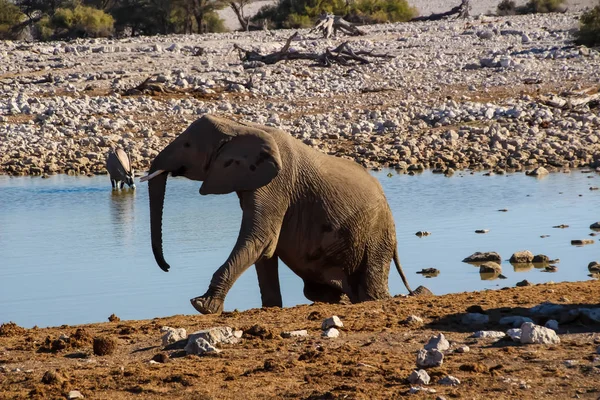 Wilde Elefanten Der Steppe Von Namibia Afrika — Stockfoto