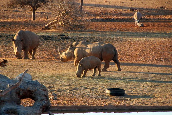 Gergedanlar Afrika Namibya Vahşi Doğada — Stok fotoğraf