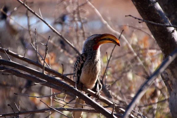 Pájaro Toko Pico Amarillo Naturaleza Namibia África — Foto de Stock