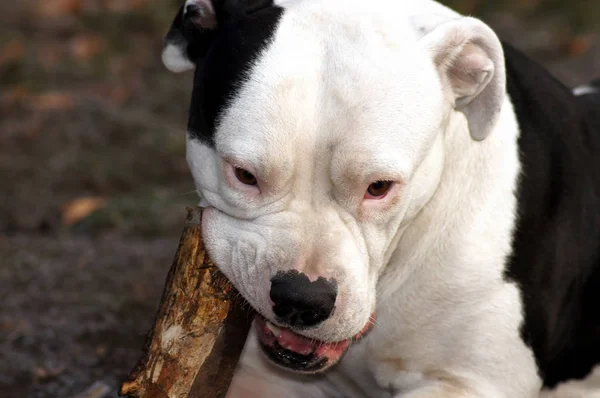 Vackra Amerikanska Bulldoggen Tuggar Pinne — Stockfoto