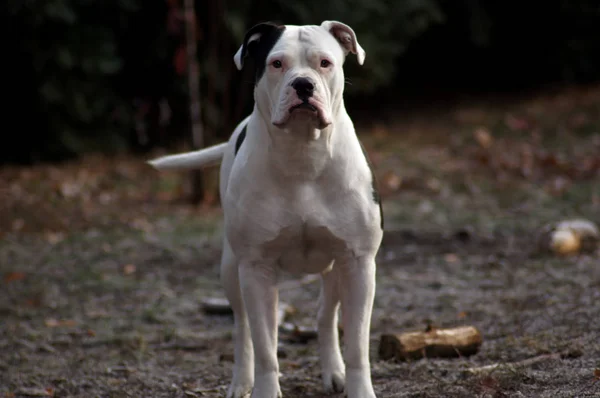 Gorgeous strong bulldog with black white fur