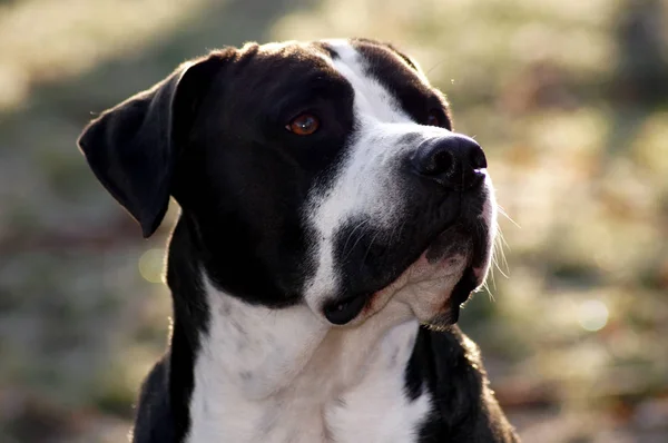 Siyah Beyaz Kürk Ile Muhteşem Güçlü Bulldog — Stok fotoğraf