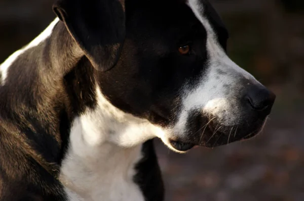 Gorgeous Strong Bulldog Black White Fur — Stock Photo, Image