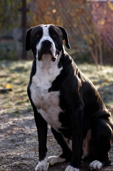 Siyah Beyaz Kürk Ile Muhteşem Güçlü Bulldog — Stok fotoğraf