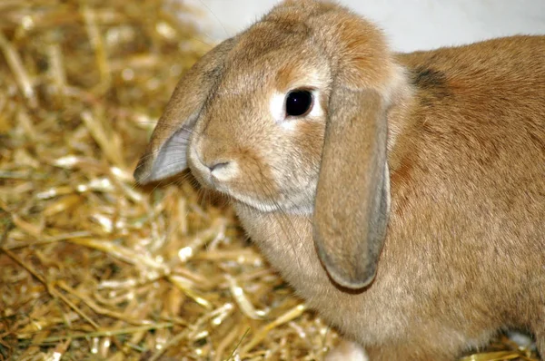 Bunny Rabbit Hay Straw — Stock Photo, Image