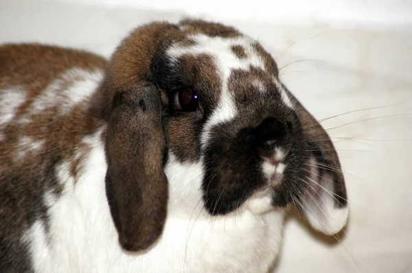 Bunny Rabbit Hay Straw — Stock Photo, Image