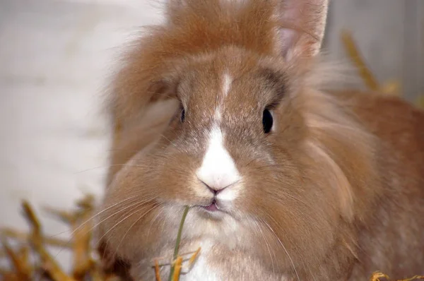 Bunny Rabbit Hay Straw — Stock Photo, Image