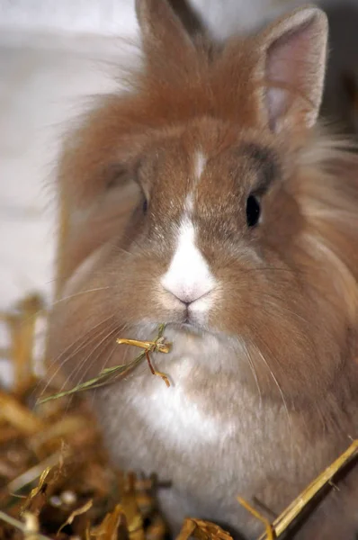 Bunny Tavşan Saman Saman — Stok fotoğraf