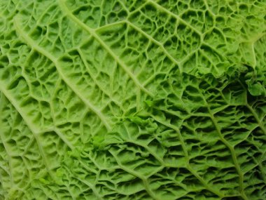 Yeşil savoy lahana arka kapatmak