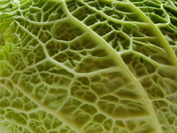 Close Background Green Savoy Cabbage — Stock Photo, Image