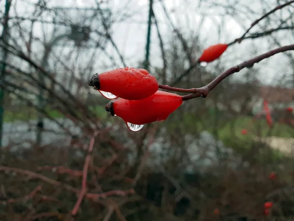 Fruta Rosa Mosqueta Com Gotas Chuva — Fotografia de Stock