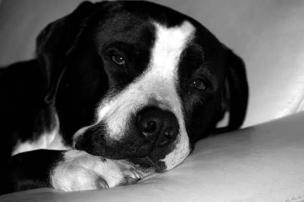 Cão Fica Relaxado Sofá — Fotografia de Stock