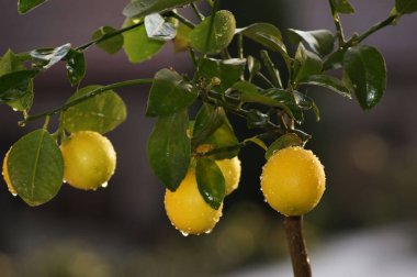 Limon ağacı sarı meyve ile                       