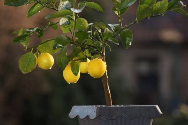 Limon ağacı sarı meyve ile                       