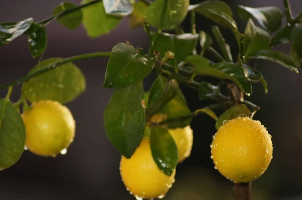 Lemon Pohon Dengan Buah Kuning — Stok Foto