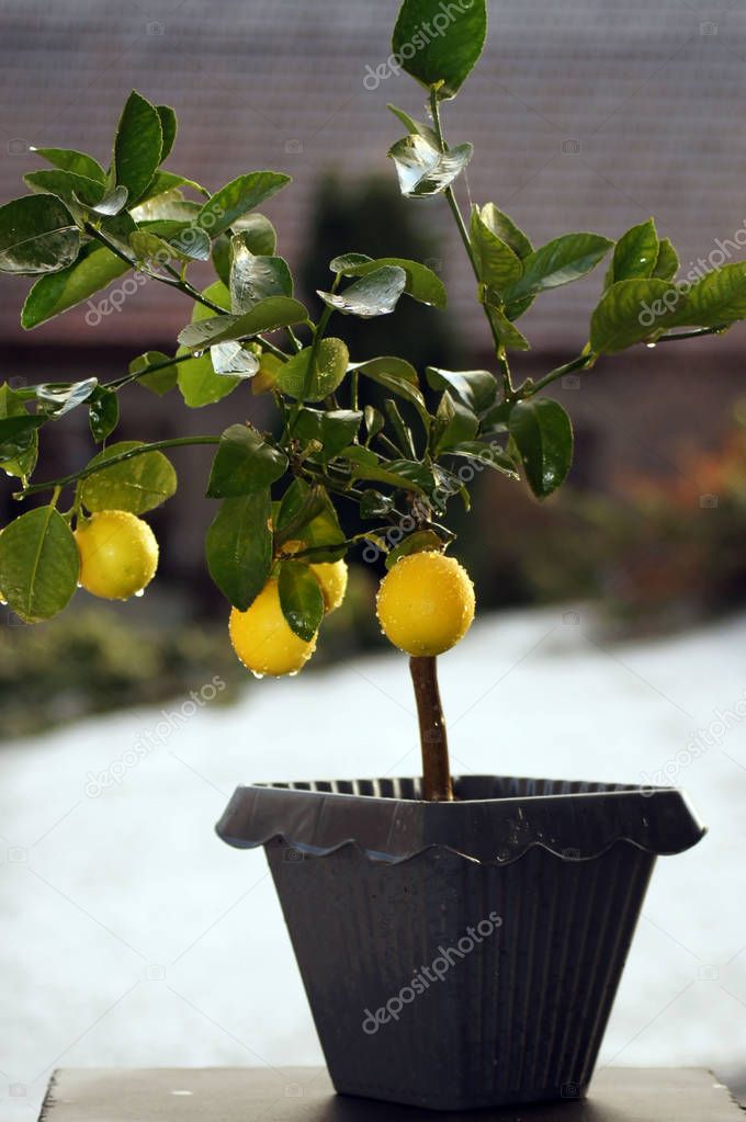 Lemon tree with yellow fruit                       