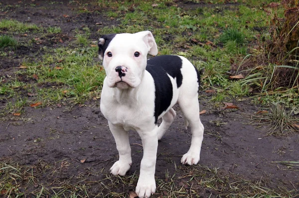 Carino Cane Cucciolo Bulldog — Foto Stock