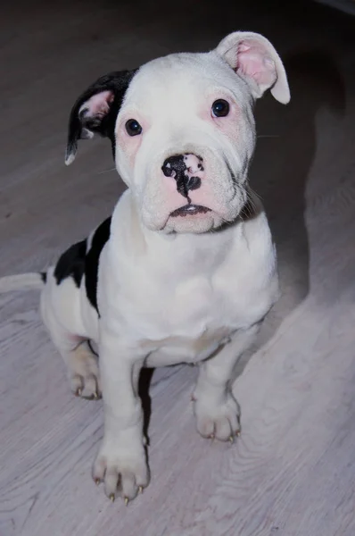 Niedliche Hundewelpen Bulldogge — Stockfoto