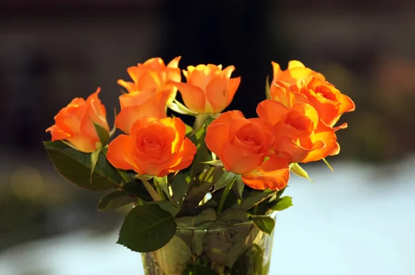 Salmon colored roses in the vase free actor neutral background