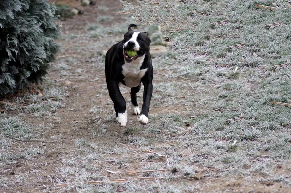 Dog Bulldog Joga Paisagem Inverno — Fotografia de Stock