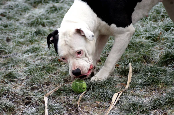 Hund Bulldogge Spielt Winterlandschaft — Stockfoto