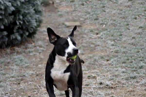 Hund Bulldogge Spielt Winterlandschaft — Stockfoto