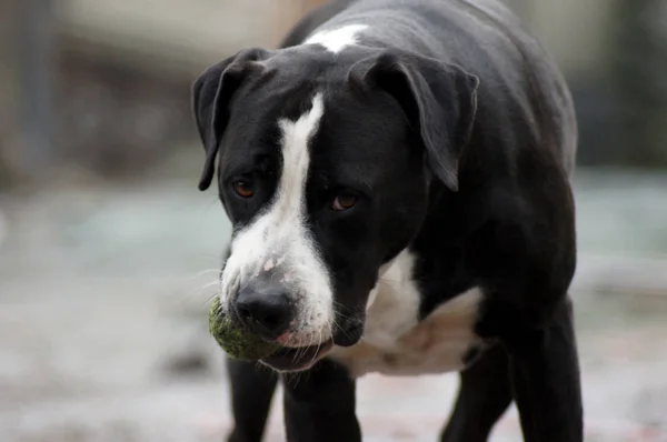 Köpek Bulldog Kış Manzara Modunda Çalış — Stok fotoğraf