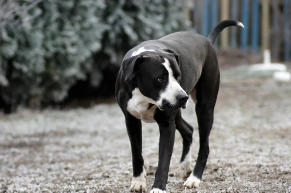 Hond Bulldog Speelt Winterlandschap — Stockfoto