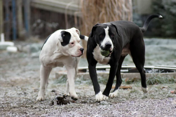 Cane Bulldog Gioca Nel Paesaggio Invernale — Foto Stock