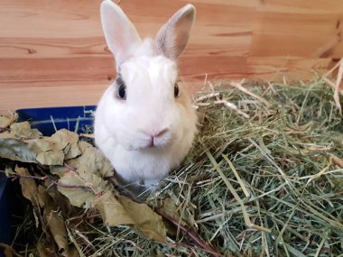 Tatlı beyaz tavşan saman içinde