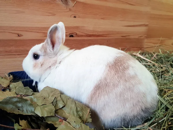 Conejo Blanco Dulce Paja —  Fotos de Stock