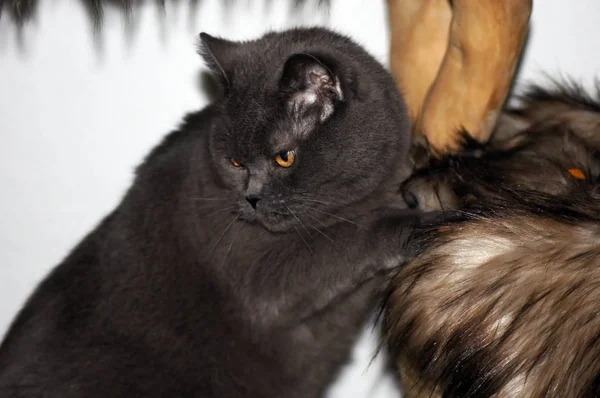 Grey British Shorthair Cat Apartamento —  Fotos de Stock