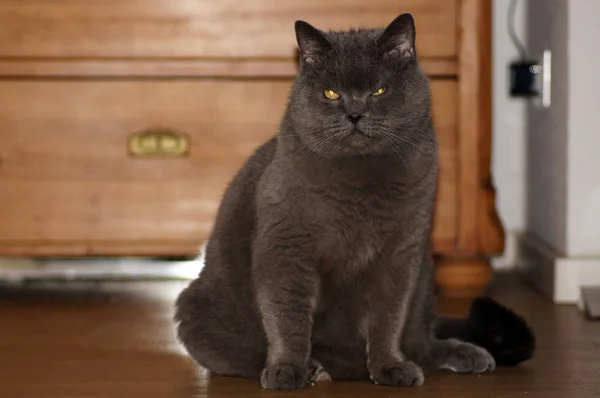 Grey British Shorthair Cat Apartamento —  Fotos de Stock