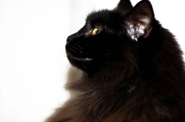 Kara Orman Kedi Daire — Stok fotoğraf