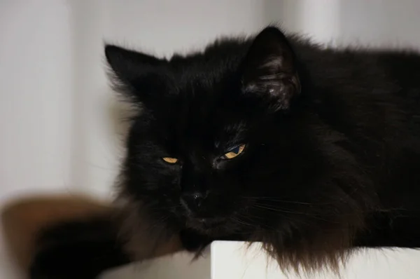 公寓里的黑森林猫 — 图库照片