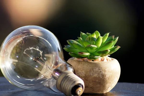 Close Light Bulb Green Current — Stock Photo, Image