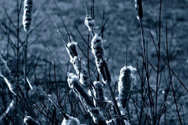 Pipe Flask Typha Bums Meule Nature — Stock Photo, Image