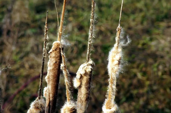 Pipe Flask Typha Bums Meule Nature — Stock Photo, Image