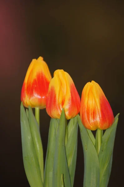 Желтые Красные Тюльпаны Нейтральном Фоне — стоковое фото
