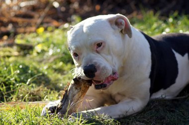 Bulldog ahşap bir sopa üzerinde chews                       