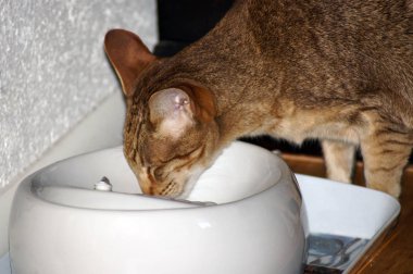Kedi Fountain kedi içecekler             