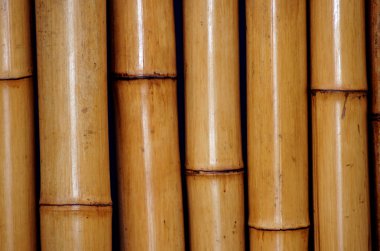 Yakın çekim bambu resmi arka plan olarak                     