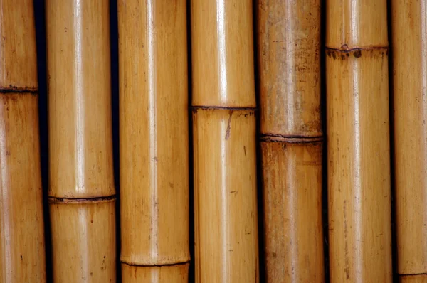 Close-up bamboo as a picture background