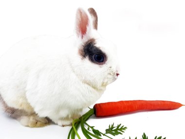 Havuç beyaz bir arka plan üzerinde beyaz tavşan