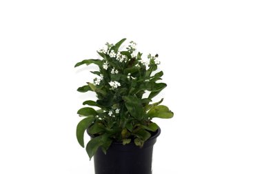 Beyaz bir arka plan üzerinde tencerede değil Gissmeinnon Myosotis            